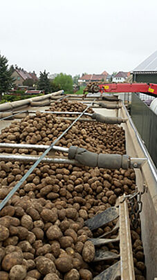 Bandwagen Transporte Kartoffeln voll